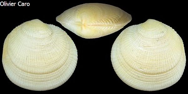 no photo for this shell